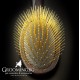 Chris Christensen - FUSION POCKET/TOY PIN BRUSH 